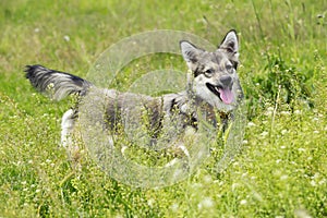 Dog breed visigoth spitz