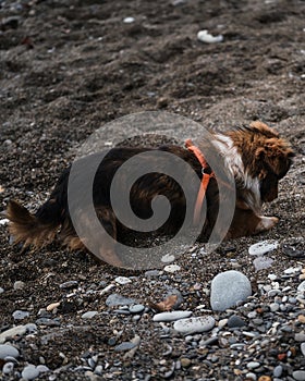 Dog without breed walks on the beach in harness and actively digs hole, digs sand on the coast and plays. Portrait of charming