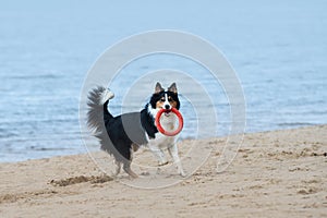 Dog breed warrant collie plays with toy ring on sandy beach by river or sea cold early spring morning