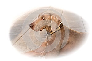 Dog breed weimaraner pet animals