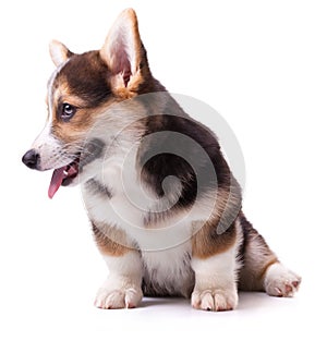 Dog breed Welsh Corgi, Pembroke