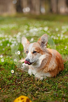 Dog breed Welsh Corgi Pembroke