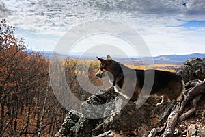 Dog breed welsh corgi pembroke on a cliff against the background