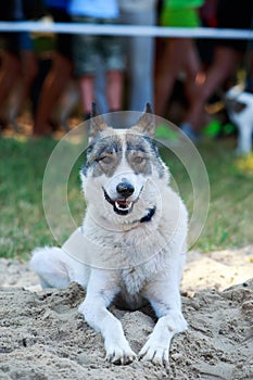 Dog breed West Siberian Laika