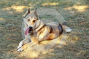Dog breed West Siberian Laika