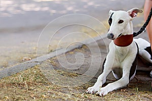 Dog breed Whippet