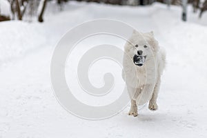 Dog breed white Samoyed Laika runs along snowy forest path with rubber ball in its teeth