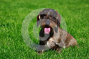 Dog breed Wire haired dachshund