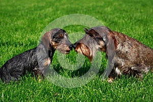 Dog breed Wire haired dachshund