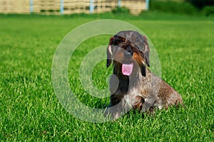 Dog breed Wire haired dachshund