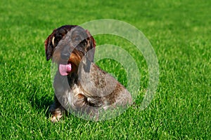 Dog breed Wire haired dachshund