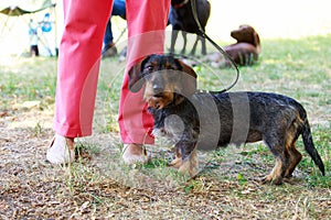 Dog breed wire-haired dachshund