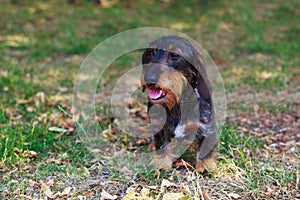 Dog breed wire-haired dachshund