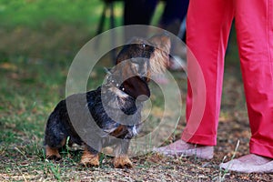 Dog breed wire-haired dachshund