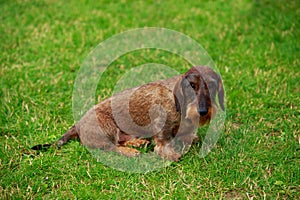 Dog breed Wire haired dachshund