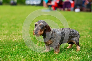 Dog breed Wire haired dachshund