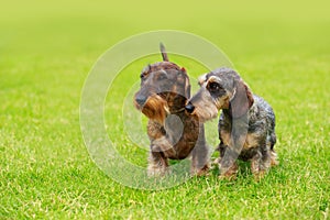 Dog breed Wire haired dachshund