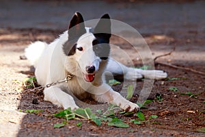 Dog breed Yakut Laika