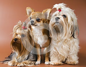 Dog of breed Yorkshire terrier, chihuahua and lap-