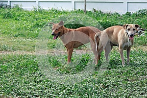 Dog breeding