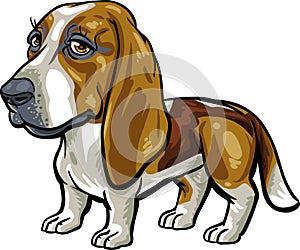 Dog Breeds: Basset Hound