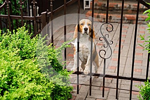 Dog breeds Beagle the iron gate in the garden of a country house