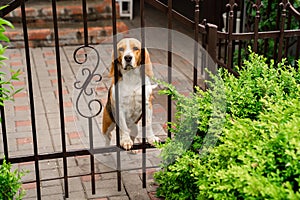 Dog breeds Beagle the iron gate in the garden of a country house