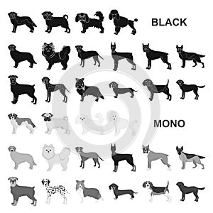 Dog breeds black icons in set collection for design.Dog pet vector symbol stock web illustration.