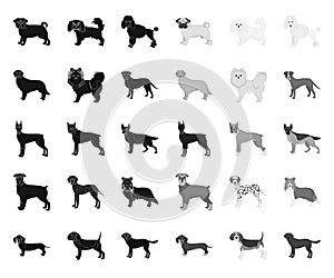 Dog breeds black.mono icons in set collection for design.Dog pet vector symbol stock web illustration.
