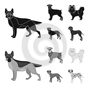 Dog breeds black,monochrom icons in set collection for design.Dog pet vector symbol stock web illustration.
