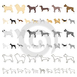 Dog breeds cartoon icons in set collection for design.Dog pet vector symbol stock web illustration.