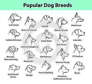 Dog Breeds Collection