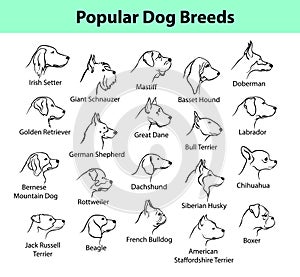 Dog Breeds Collection photo