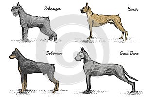 Dog breeds engraved, hand drawn vector illustration in woodcut scratchboard style