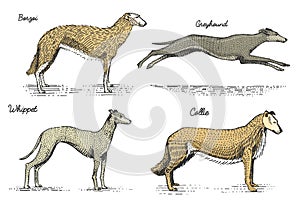 Dog breeds engraved, hand drawn vector illustration in woodcut scratchboard style, vintage drawing species.