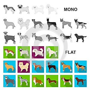 Dog breeds flat icons in set collection for design.Dog pet vector symbol stock web illustration.