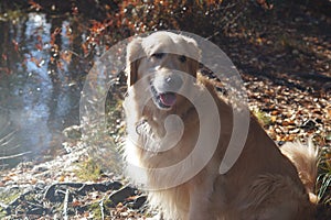 A dog breeds a golden retriever sits in the rays of sunlight on the shore of a forest lake