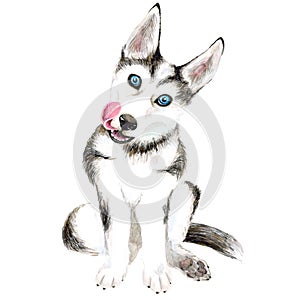 The dog breeds husky. Cute puppy with blue eyes. Isolated on white background.