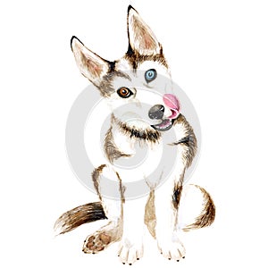 The dog breeds husky. Cute puppy with multi-colored eyes. Isolated on white background.