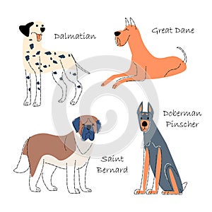 Dog breeds Set 1 . Flat shape and pencil line drawing design . Vector