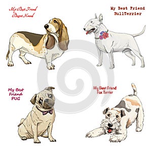 Dog breeds set basset hound, bull terrier, fox terrier, pug