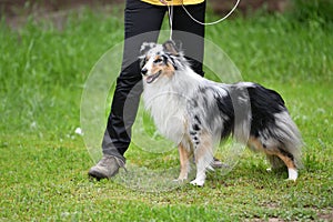 Dog breeds of shelties