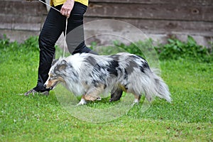Dog breeds of shelties