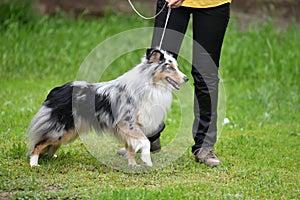 Dog breeds of shelties