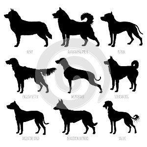 Dog breeds silhouettes set. High detailed, smooth vector illustration