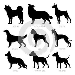 Dog breeds silhouettes set. High detailed, smooth vector illustration