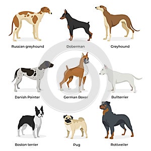 Dog breeds vector collection isolated on white background. Russian greyhound. Doberman. Greyhound. Danish Pointer. German Boxer.