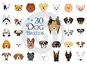 Dog breeds Vector Collection: Set of 30 different dog breeds