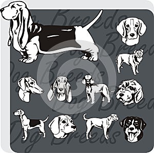 Dog Breeds - vector set