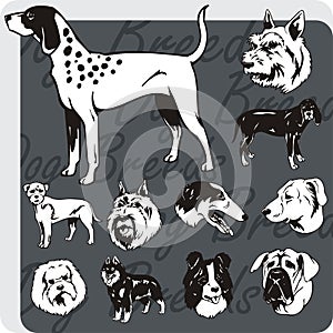 Dog Breeds - vector set